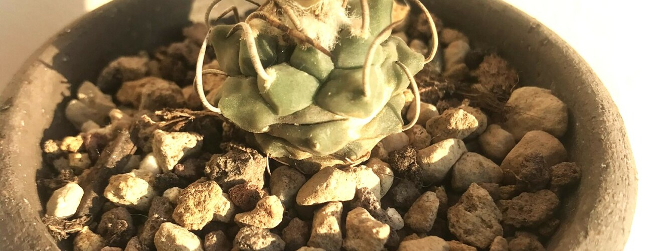 Turbinicarpus roseiflorus