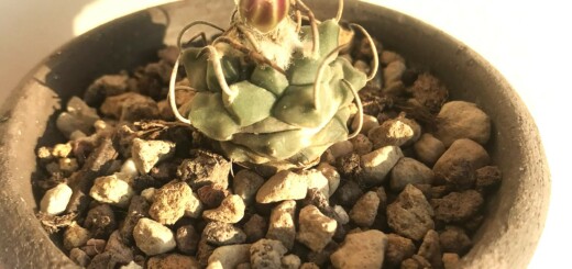 Turbinicarpus roseiflorus