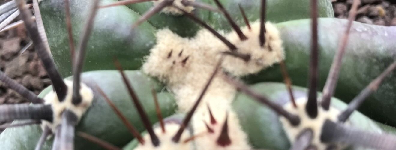 Echinocactus ingens