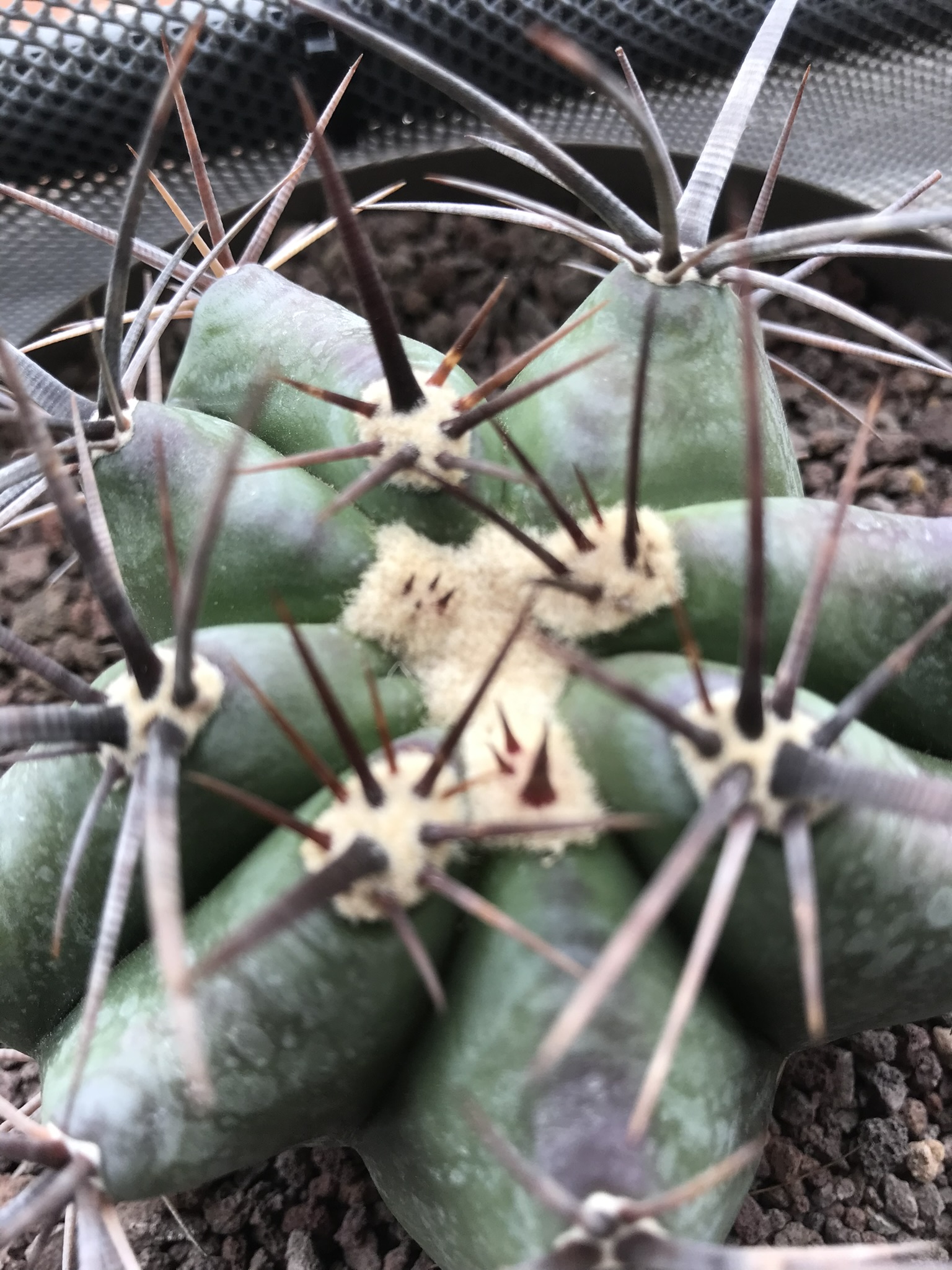 Echinocactus ingens