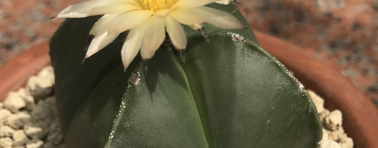 Astrophytum myriostigma quadricostatum nudum