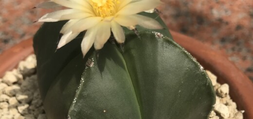 Astrophytum myriostigma quadricostatum nudum