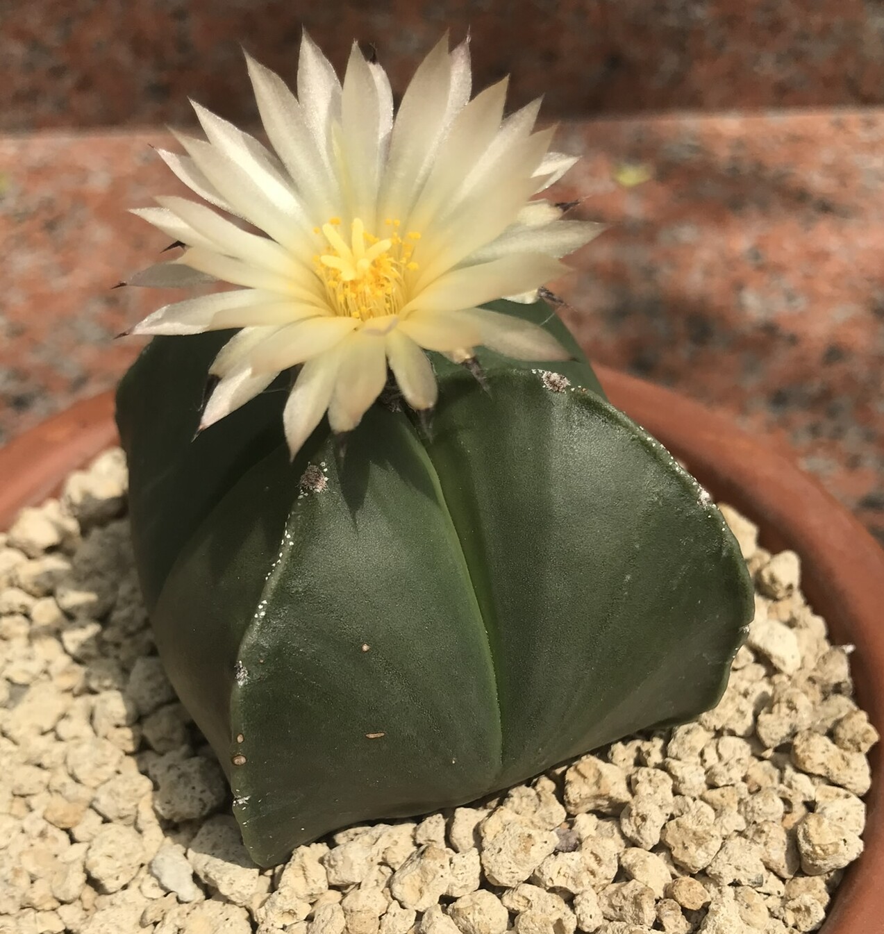 Astrophytum myriostigma quadricostatum nudum