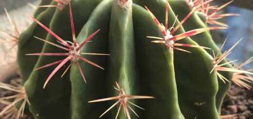 Ferocactus Stainesii