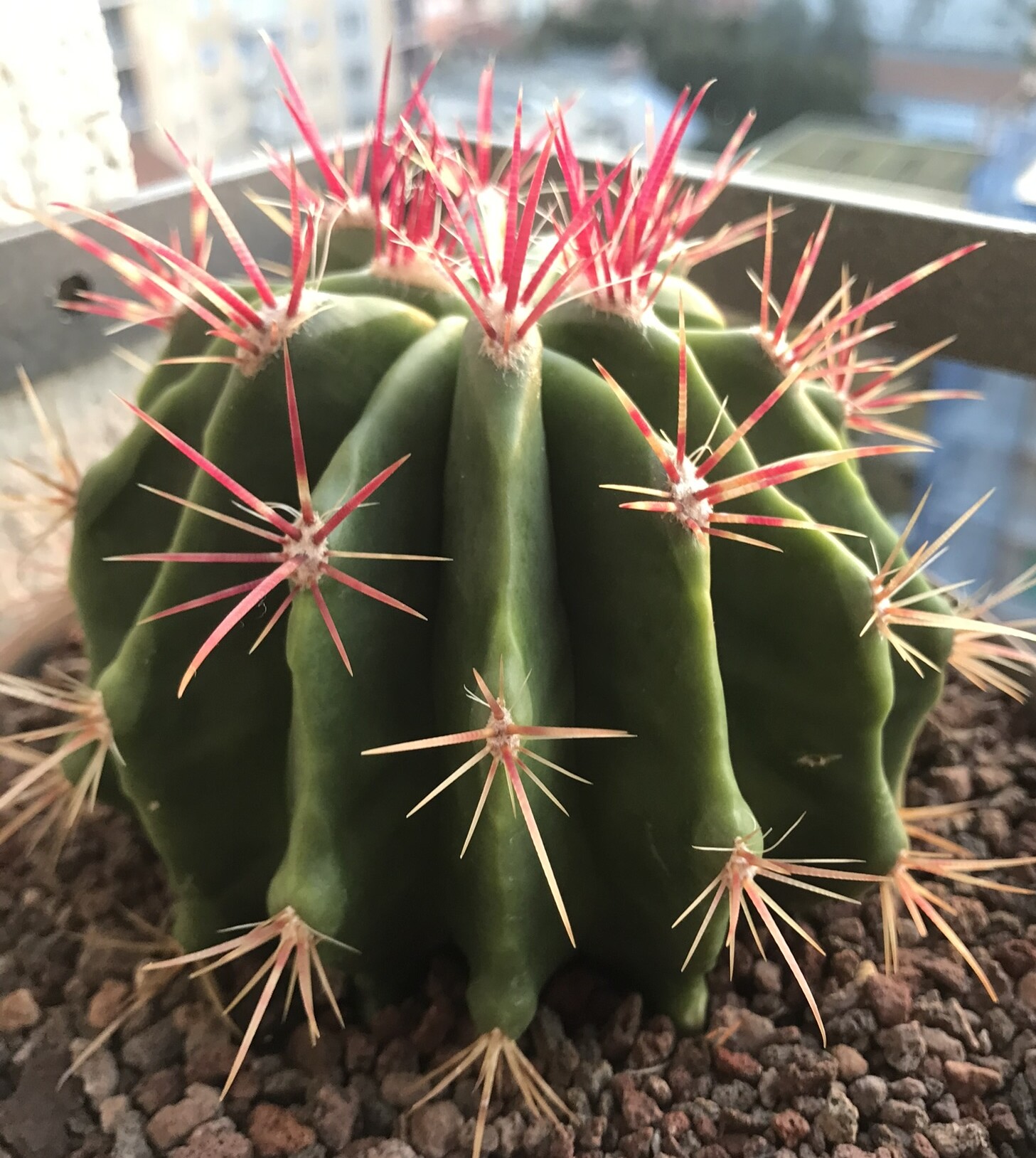 Ferocactus Stainesii