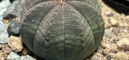 Euphorbia obesa