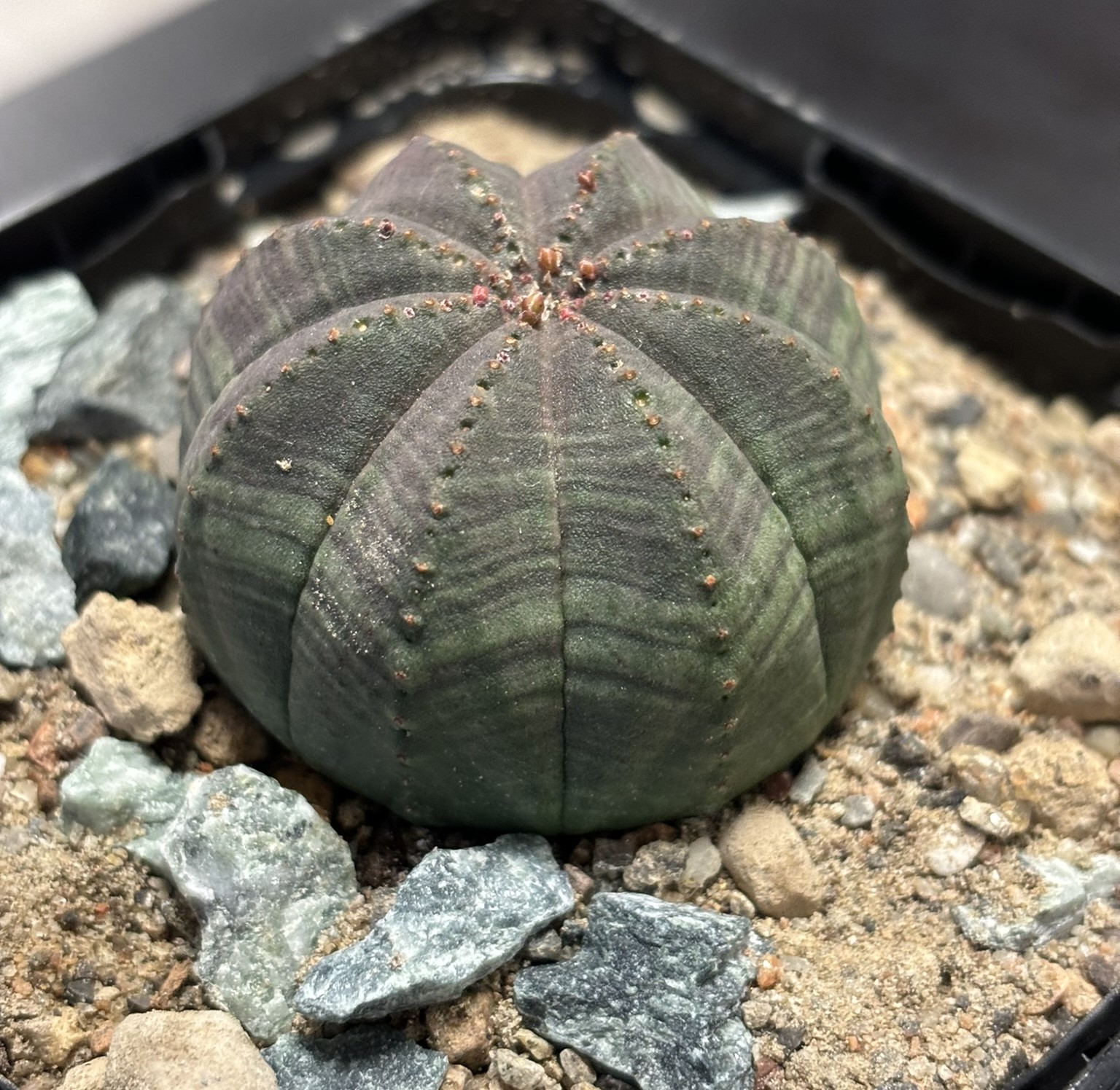 Euphorbia obesa