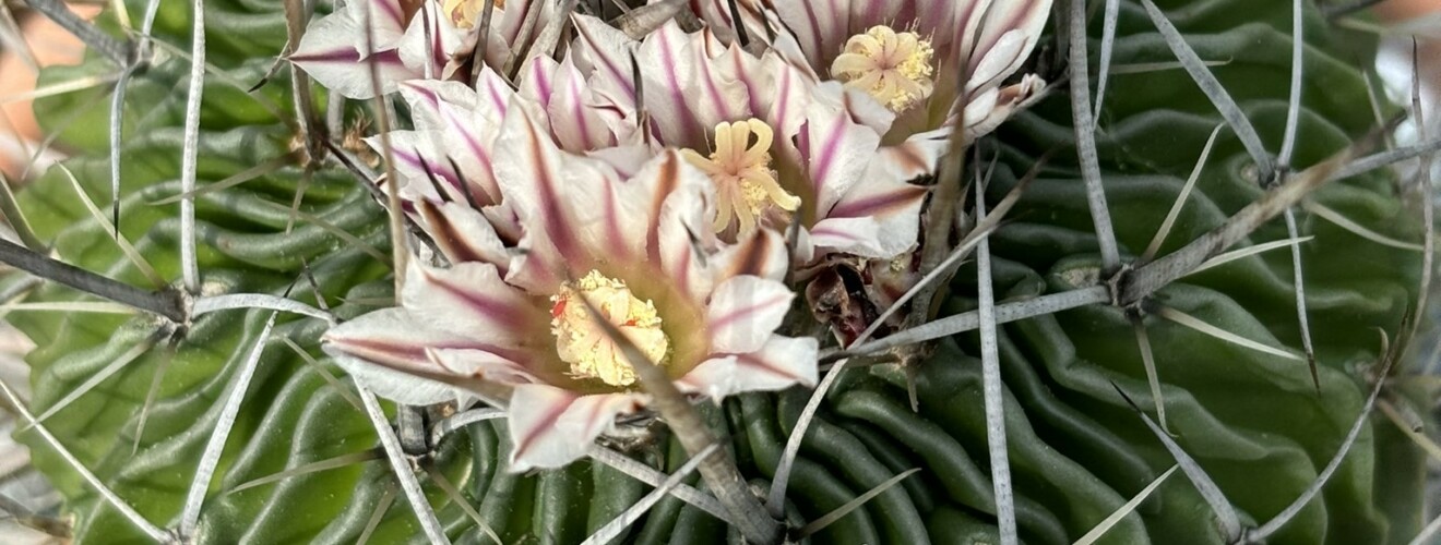 Echinofossulocactus multicostatus