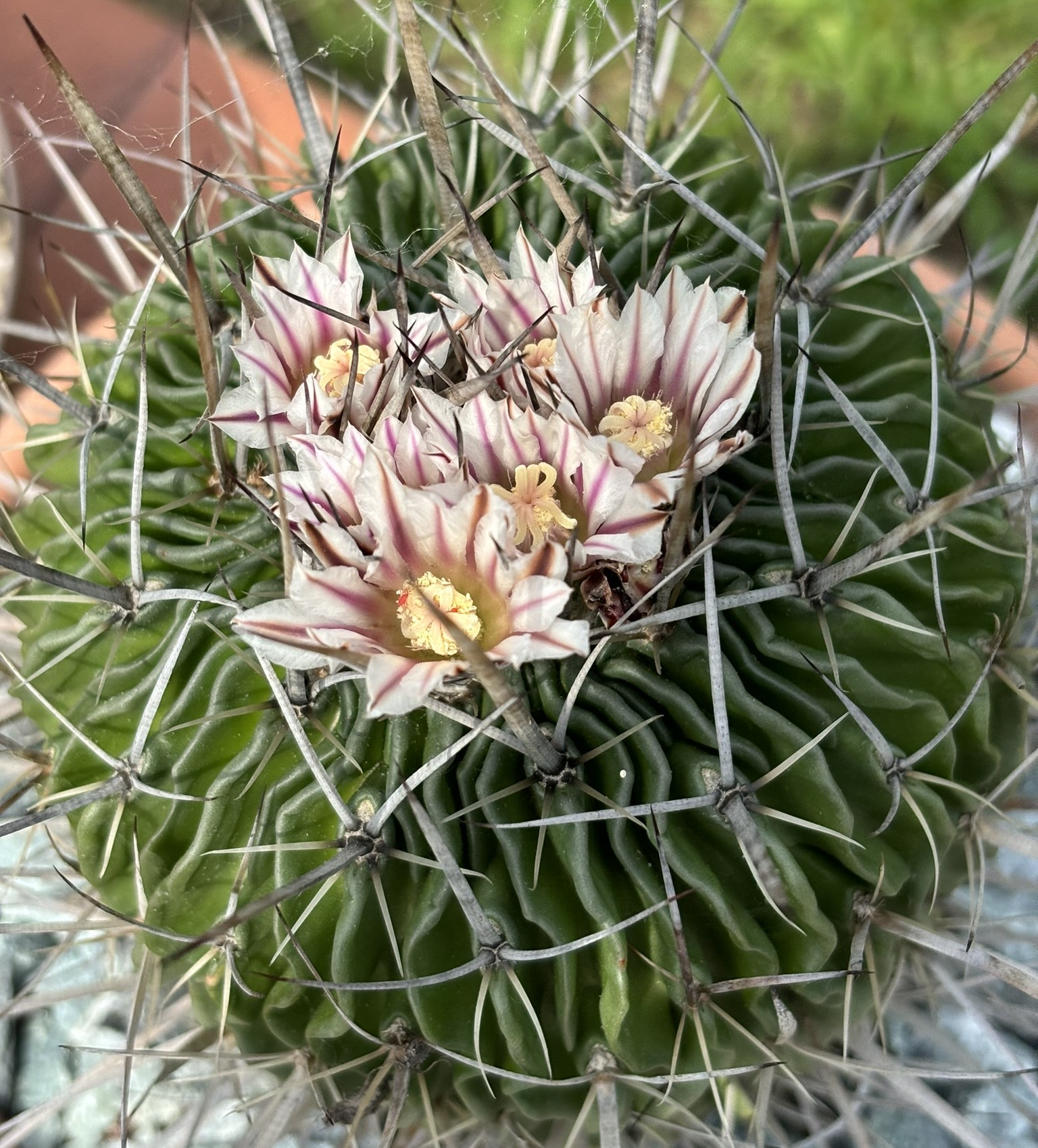 Echinofossulocactus multicostatus