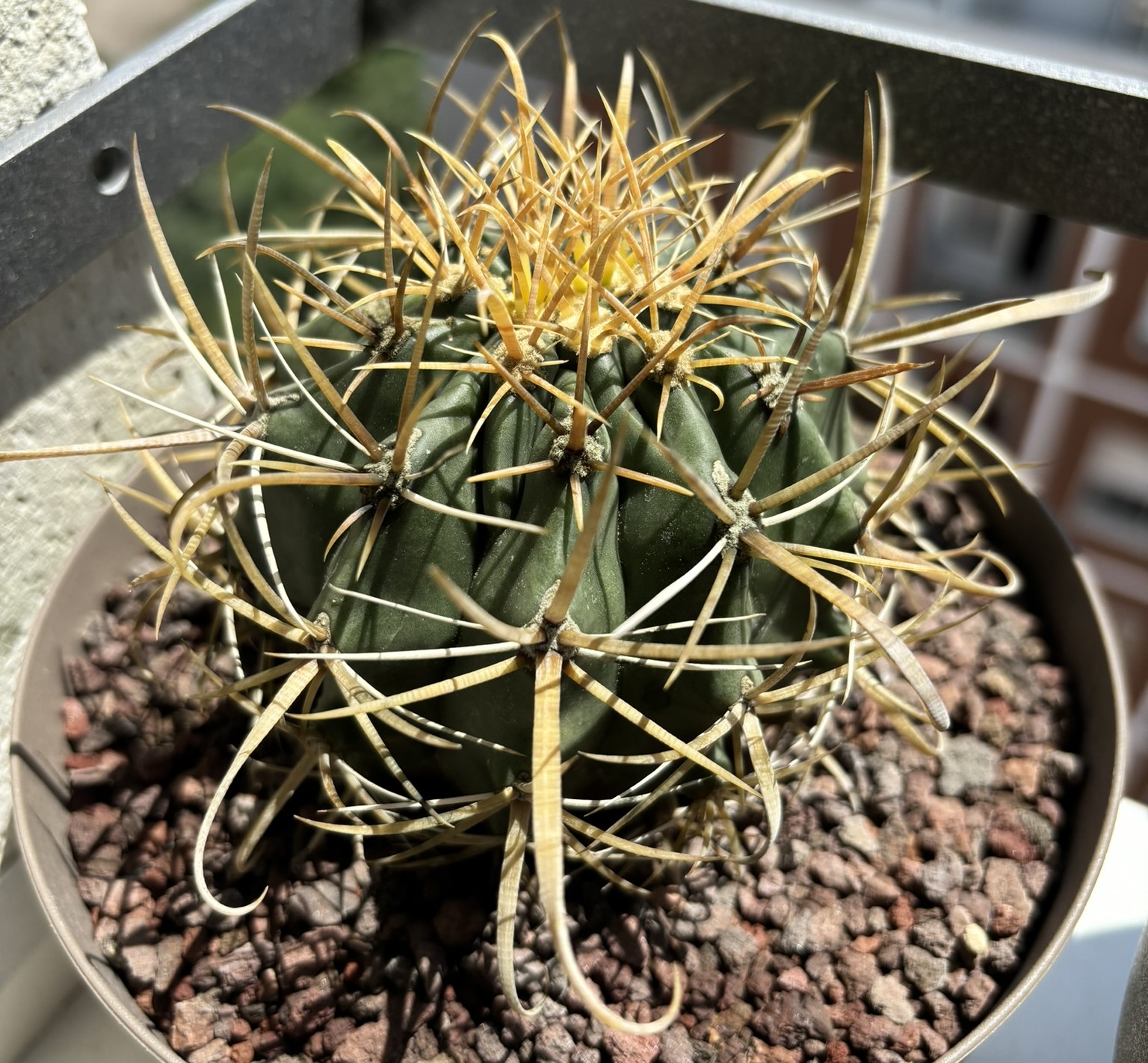 Ferocactus chrysacanthus