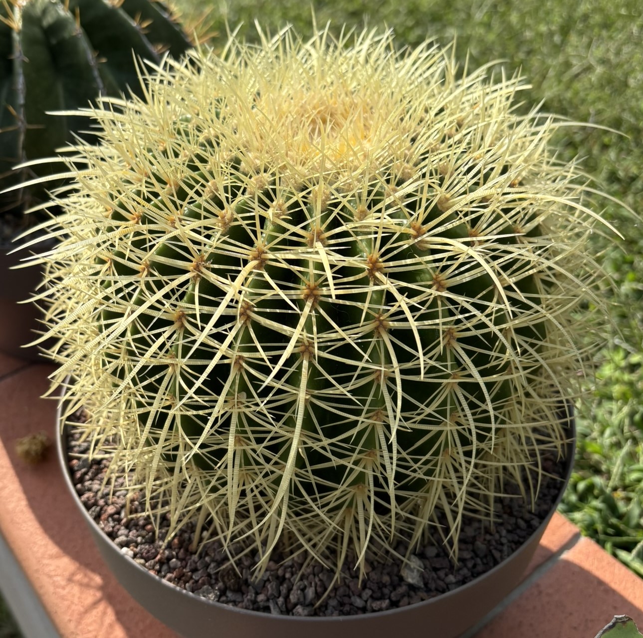 Echinocactus grusonii v. setispinus