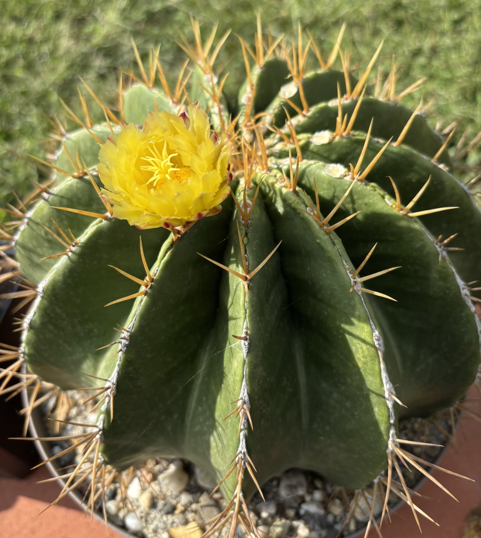 Ferocactus schwarzii