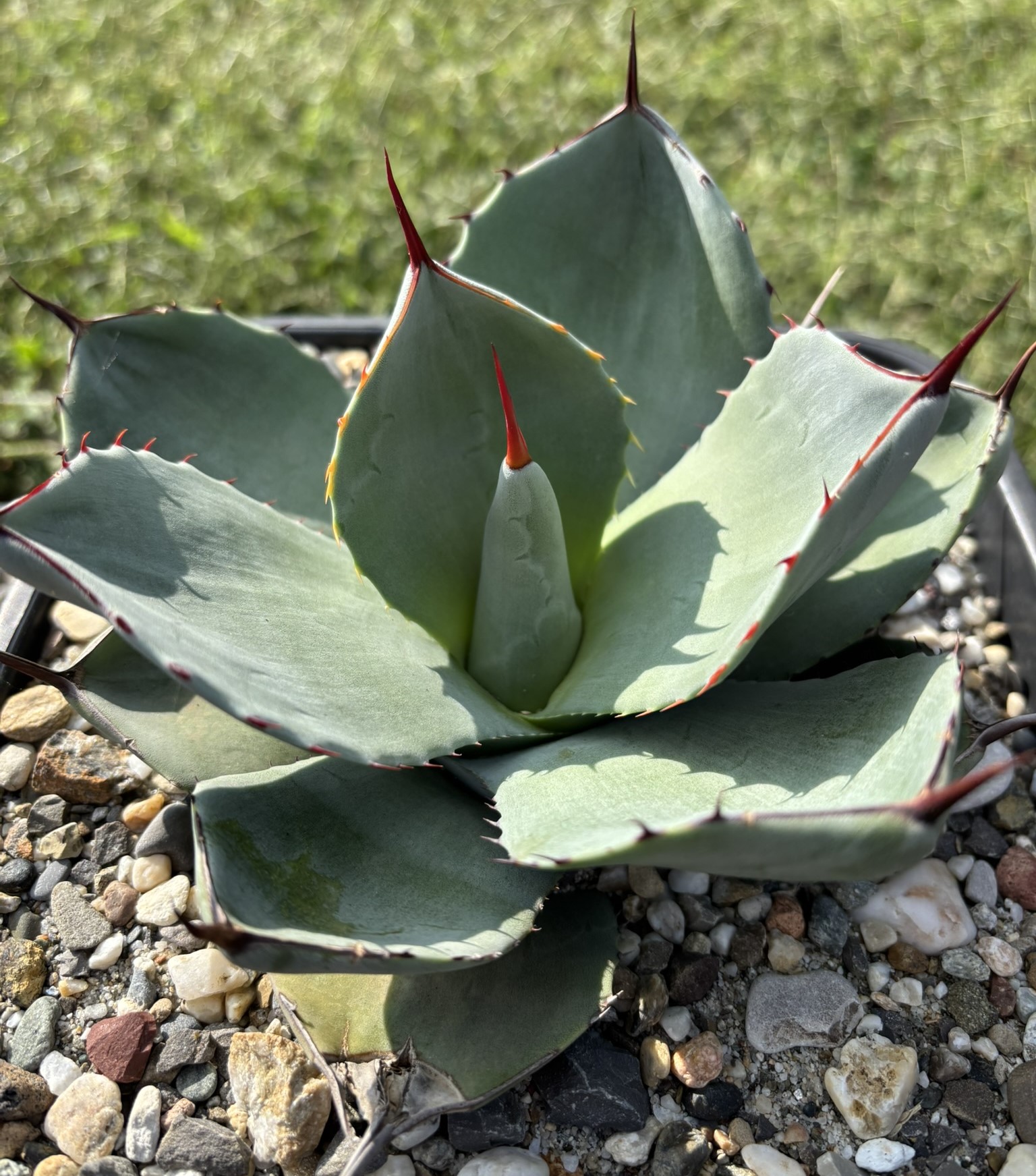 Agave parryi var. truncata