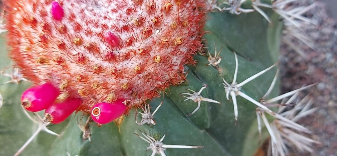 Melocactus grisoleoviridis