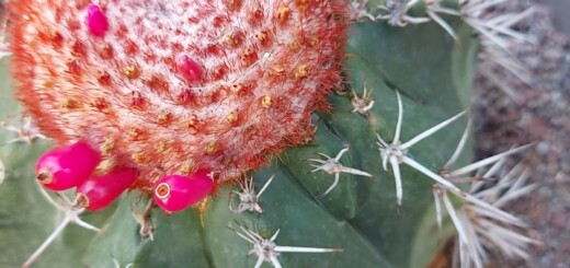 Melocactus grisoleoviridis