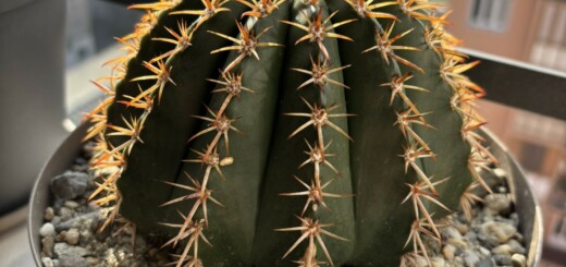 Melocactus schatzlii