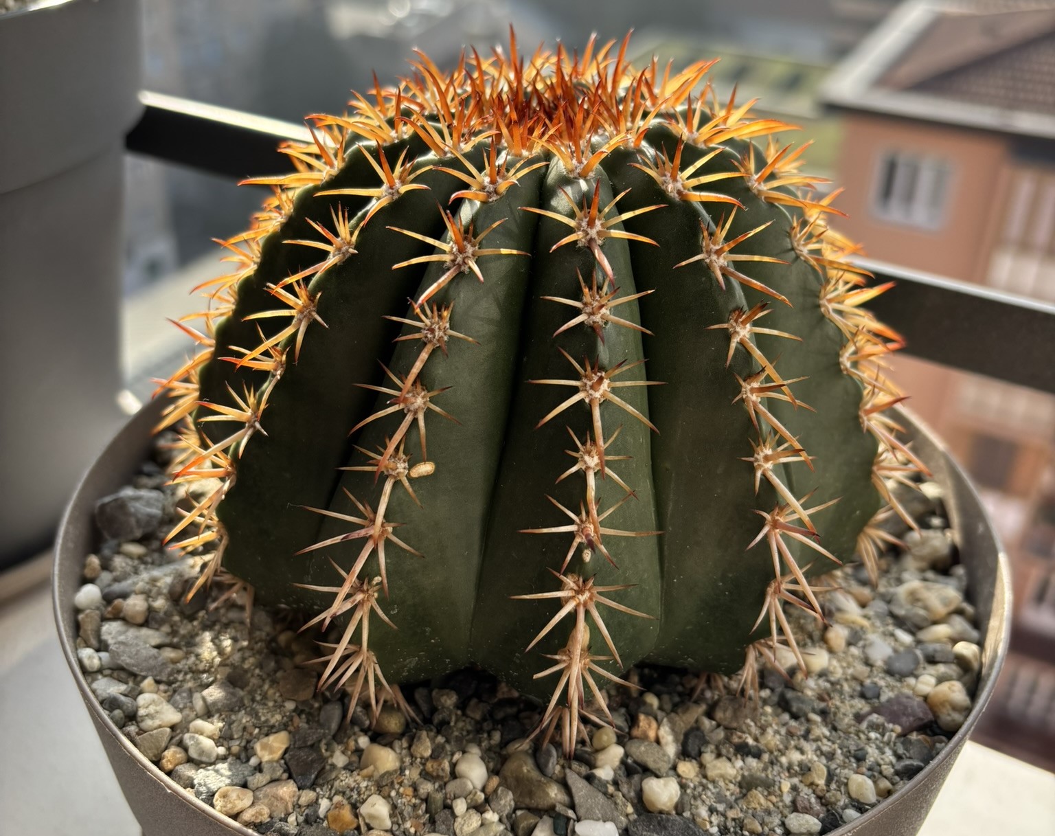 Melocactus schatzlii