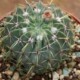 Notocactus buiningii