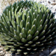 Agave Victoriae-Reginae