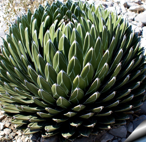 Agave Victoriae-Reginae