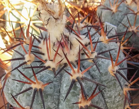 Echinocactus horizonthalonius La Apples