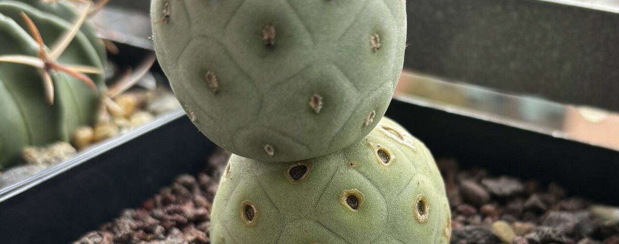 Tephrocactus geometricus