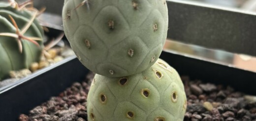 Tephrocactus geometricus