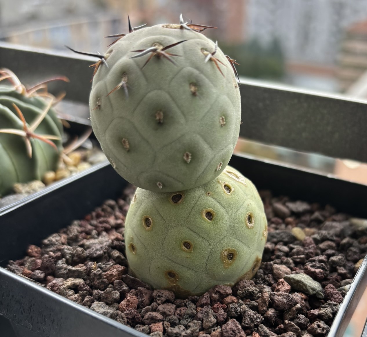 Tephrocactus geometricus