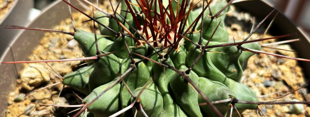 Thelocactus rinconensis