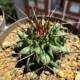 Thelocactus rinconensis