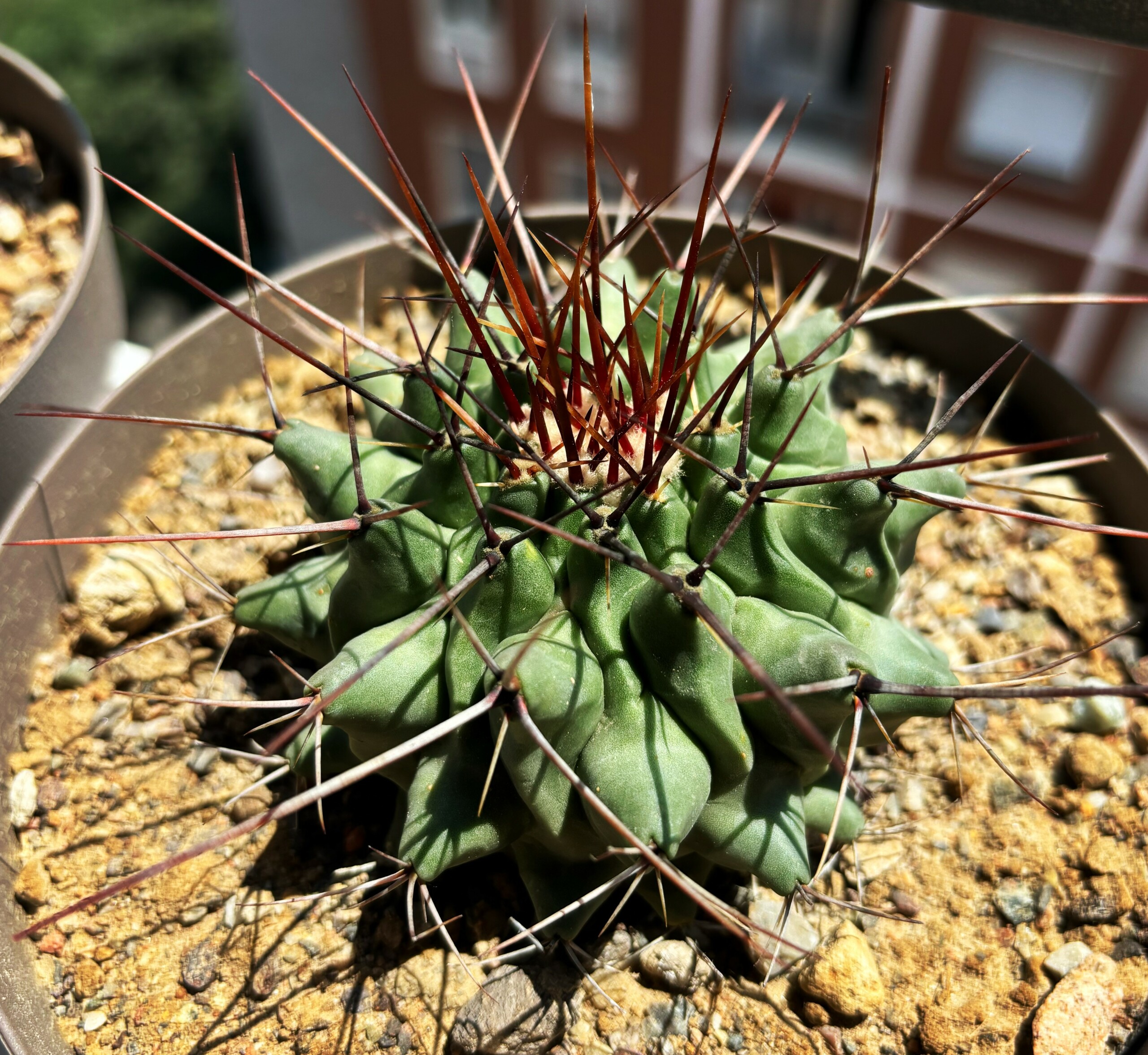 Thelocactus rinconensis