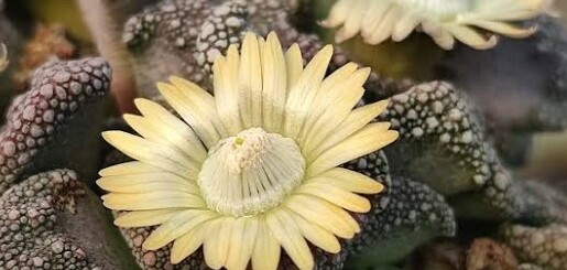 Titanopsis calcarea