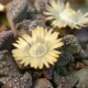 Titanopsis calcarea