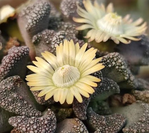 Titanopsis calcarea