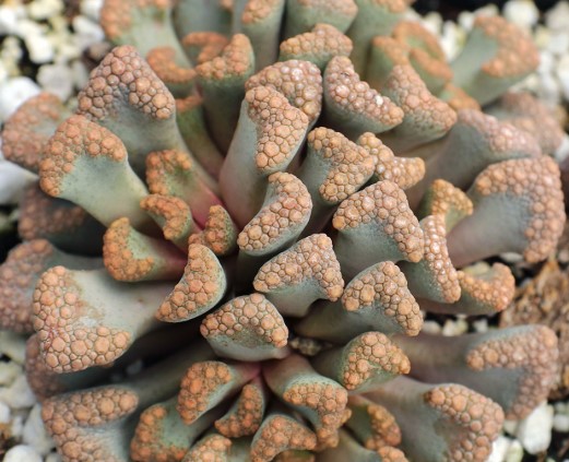 Titanopsis hugo-schlechteri