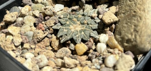 ariocarpus kotschoubeyanus