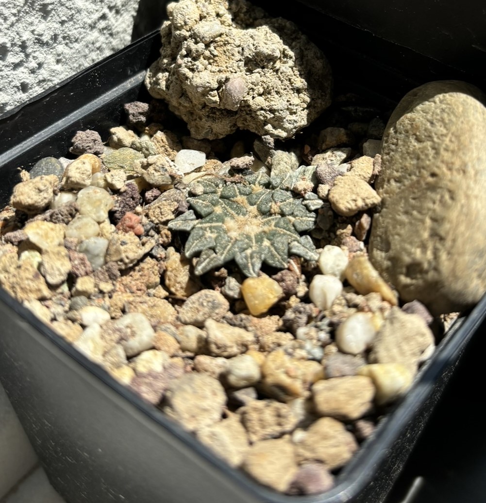 ariocarpus kotschoubeyanus