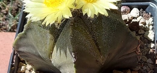 Astrophytum myriostigma