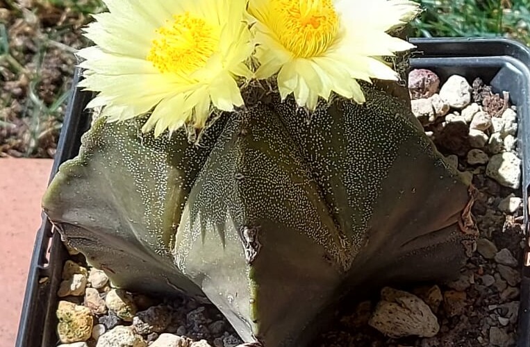 Astrophytum myriostigma