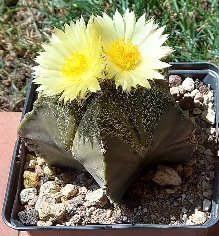 Astrophytum myriostigma