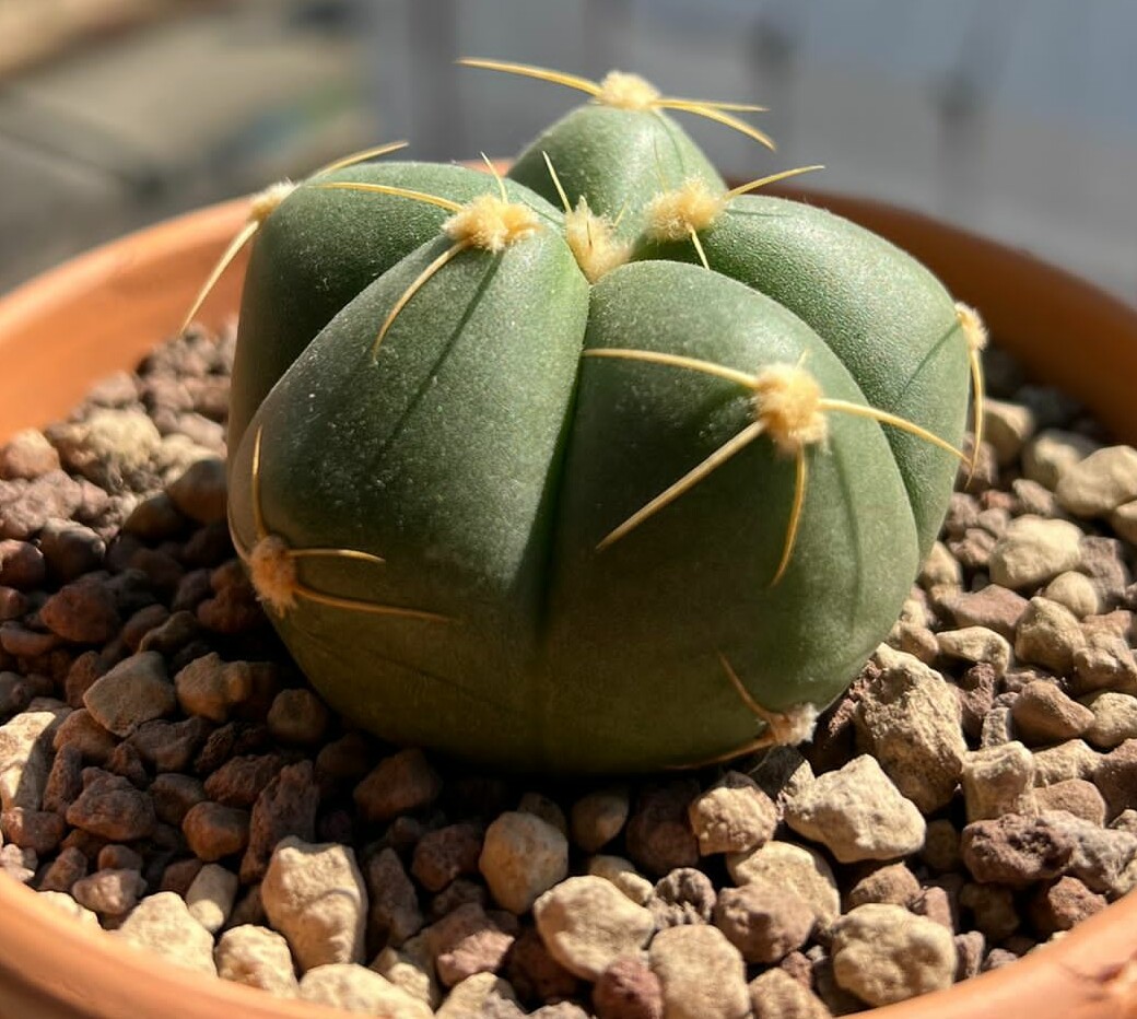 Gymnocalycium horstii