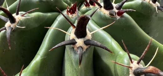 Ferocactus horridus f. brevispinus