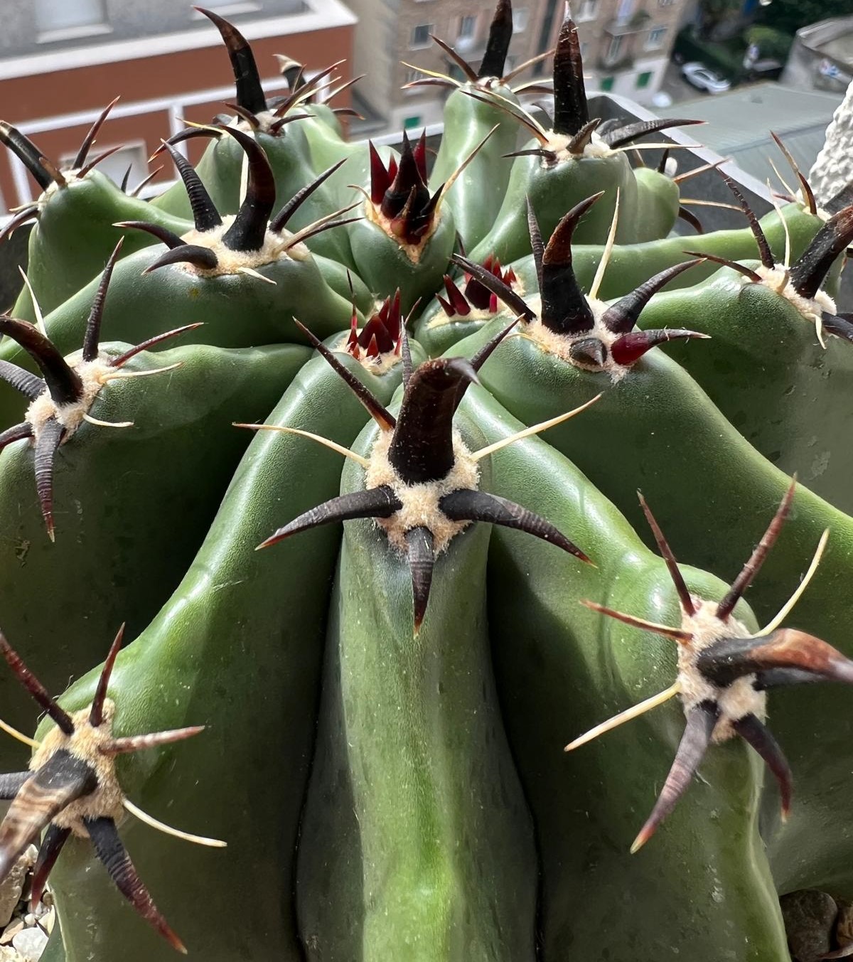 Ferocactus horridus f. brevispinus