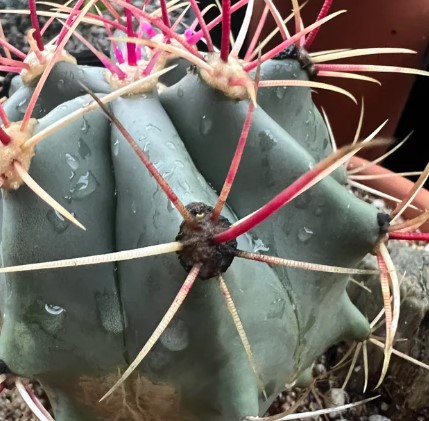 Come rimuovere o trattare la fumaggine dai Ferocactus