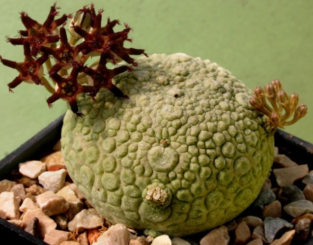 pseudolithos migiurtinus