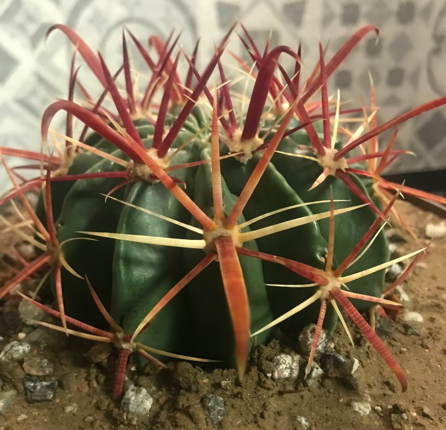 Ferocactus latispinus